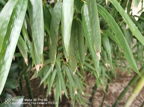 竹子繁殖方法|如何种植竹子